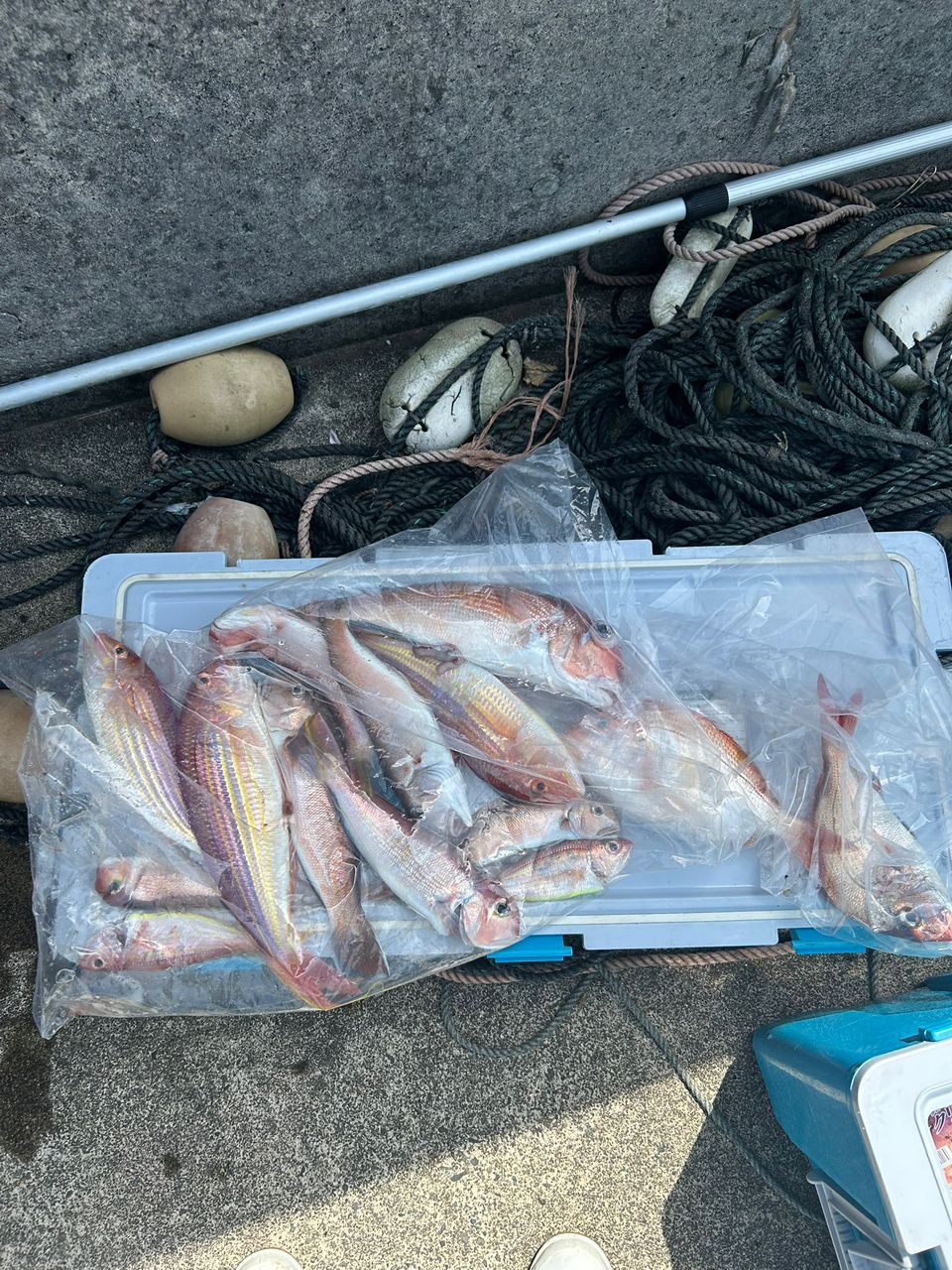 三重県紀北　おじゃる丸さんの釣果 2枚目の画像