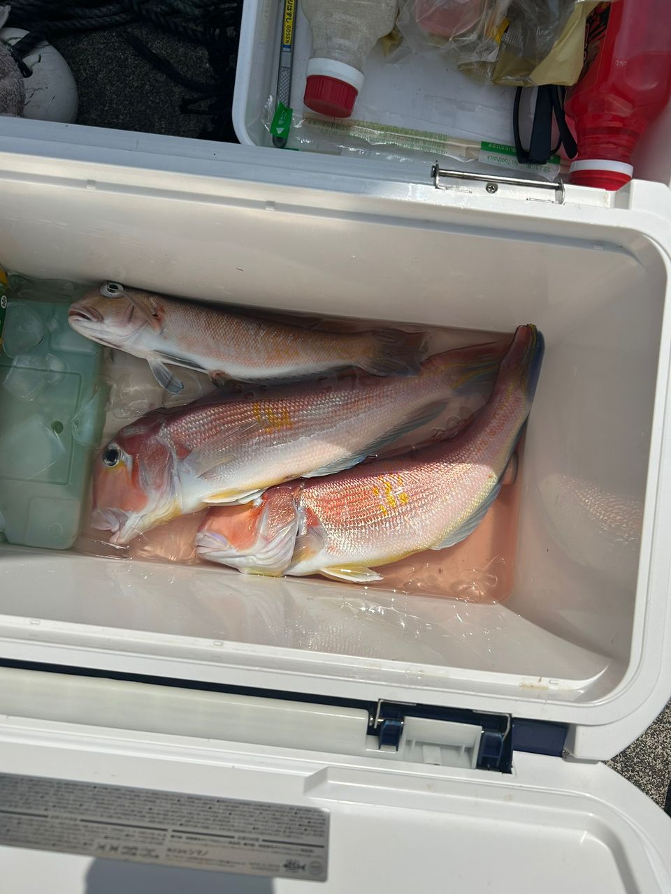 三重県紀北　おじゃる丸さんの釣果 3枚目の画像