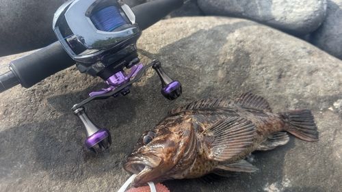 ムラソイの釣果