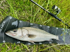 マルスズキの釣果