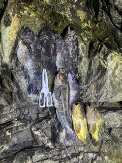 マゾイの釣果