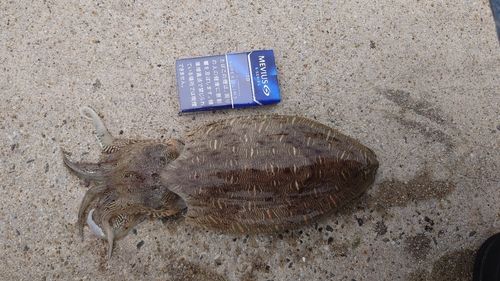 モンゴウイカの釣果
