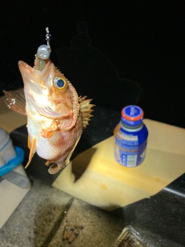 アラカブの釣果