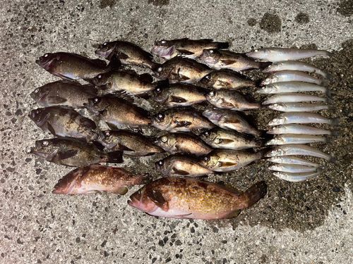 メバルの釣果