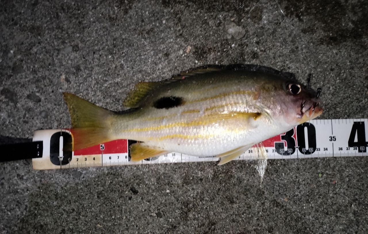 ニセクロホシフエダイ