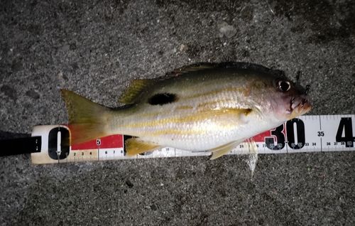 ニセクロホシフエダイ