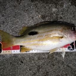 ニセクロホシフエダイ