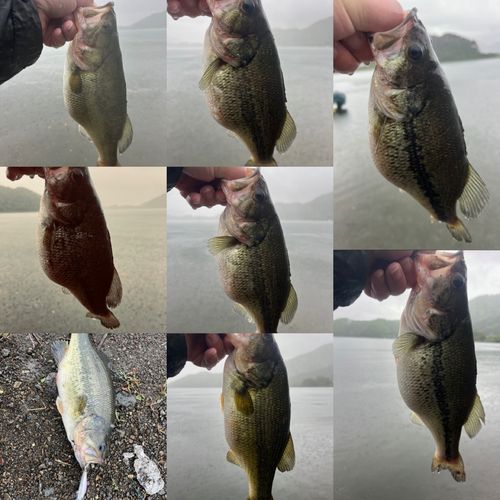 ラージマウスバスの釣果