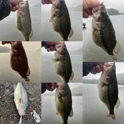 ラージマウスバス