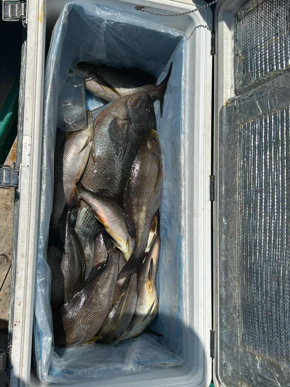 三重県紀北　おじゃる丸さんの釣果 3枚目の画像