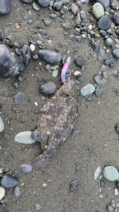 ソゲの釣果