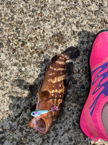 キジハタの釣果