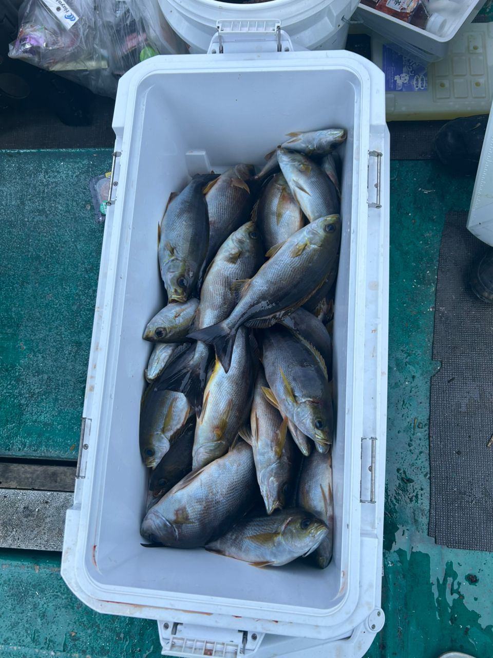 三重県紀北　おじゃる丸さんの釣果 3枚目の画像