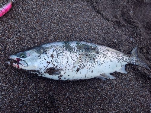 サクラマスの釣果
