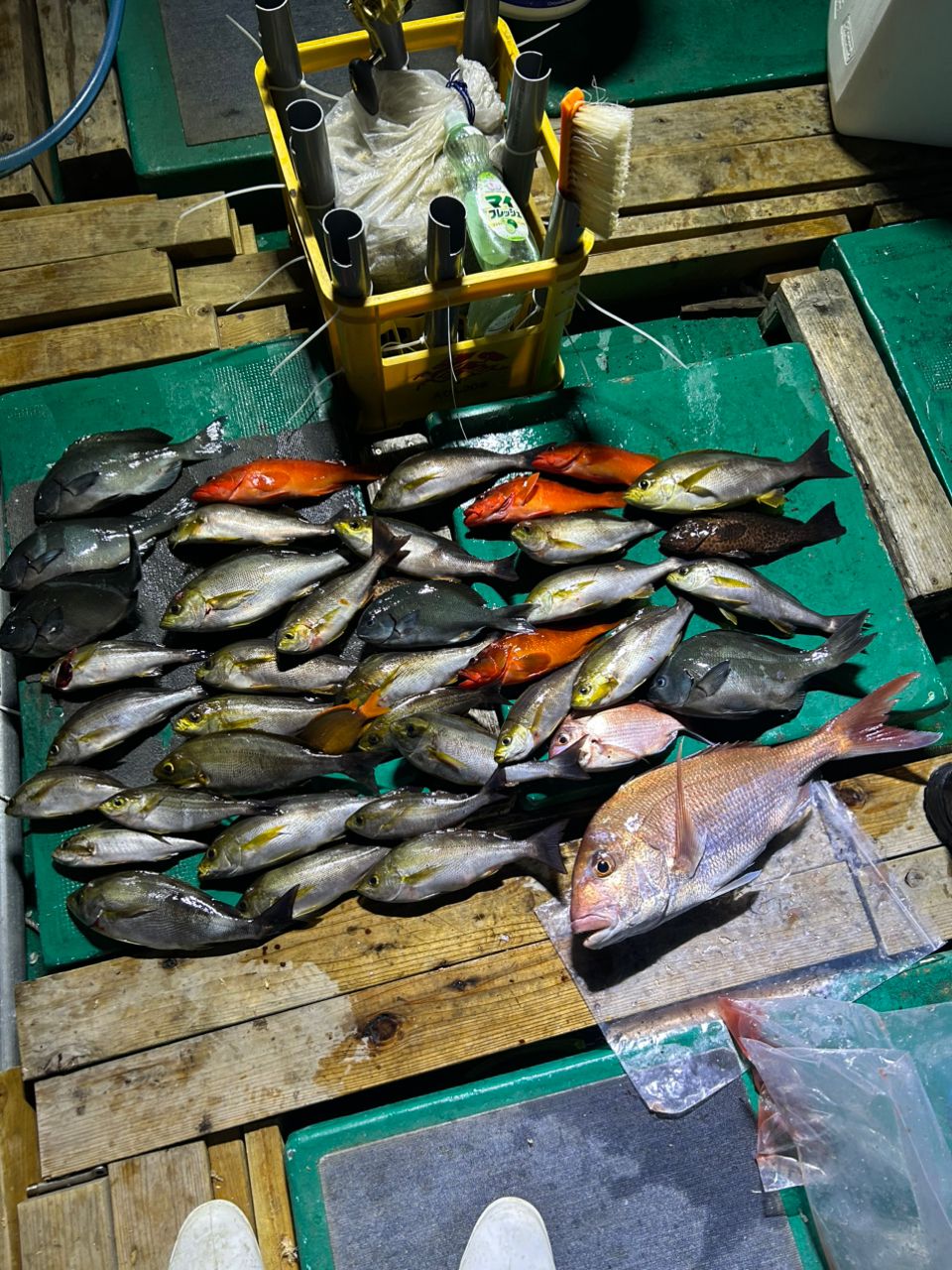 三重県紀北　おじゃる丸さんの釣果 2枚目の画像