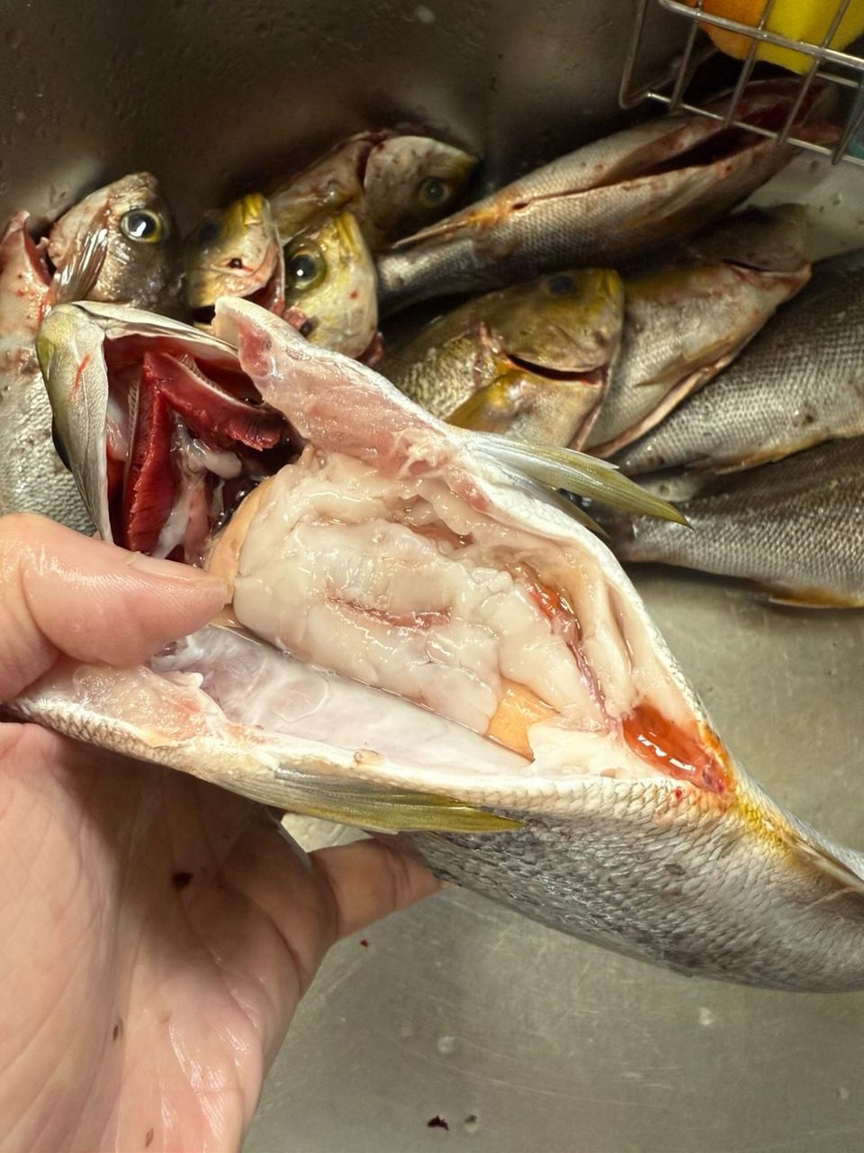 三重県紀北　おじゃる丸さんの釣果 3枚目の画像