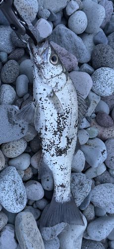 フッコ（ヒラスズキ）の釣果