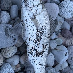 フッコ（ヒラスズキ）