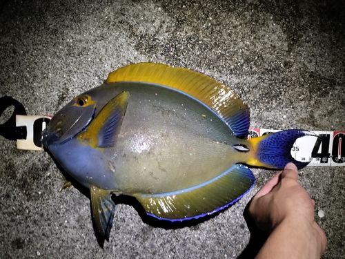 ニセカンランハギの釣果