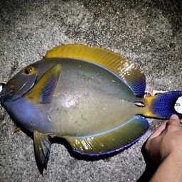 ニセカンランハギ