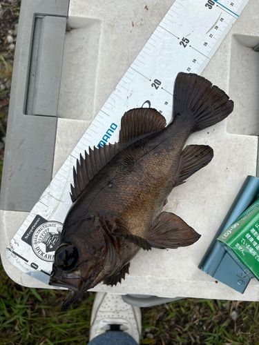 メバルの釣果