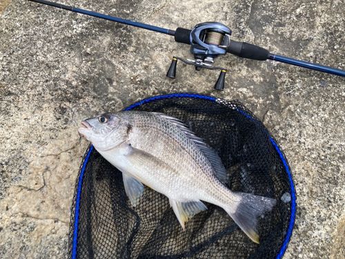 キビレの釣果