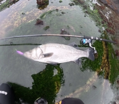 ヒラスズキの釣果