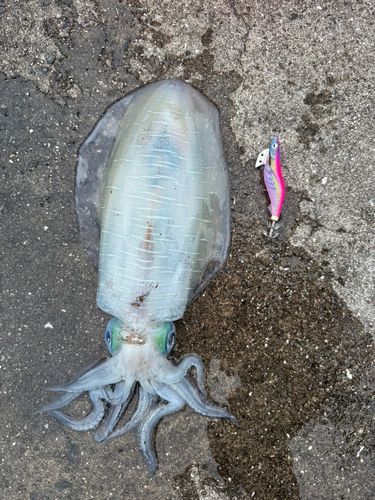 アオリイカの釣果