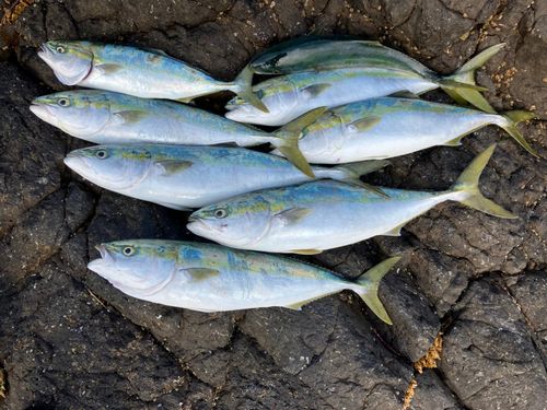 イナダの釣果