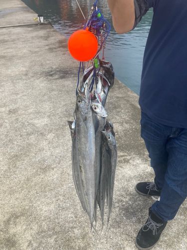 タチウオの釣果