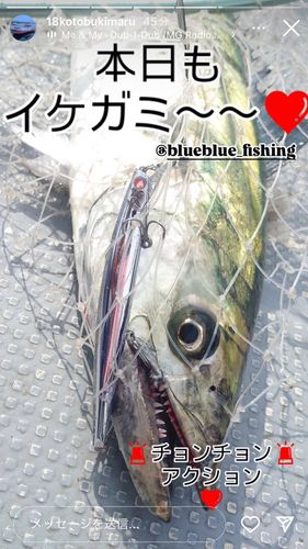 サワラの釣果