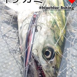 サワラ