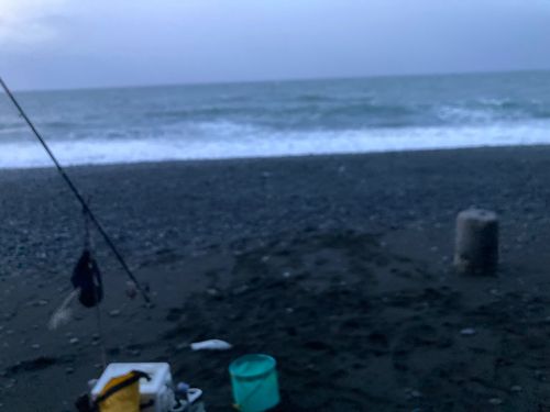 カタクチイワシ