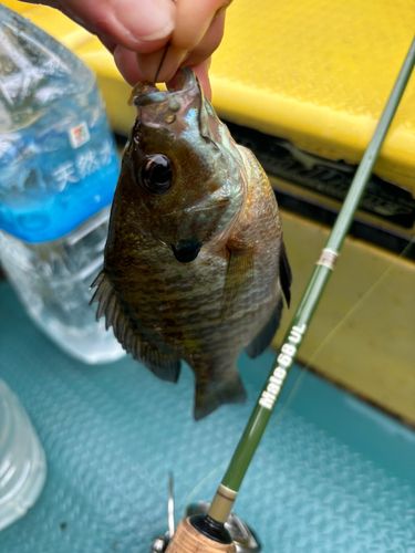 ブルーギルの釣果
