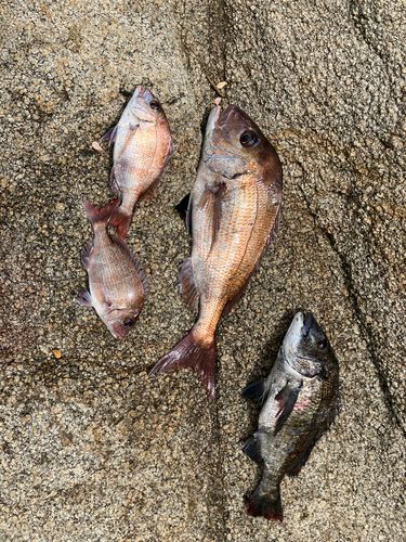 タイの釣果
