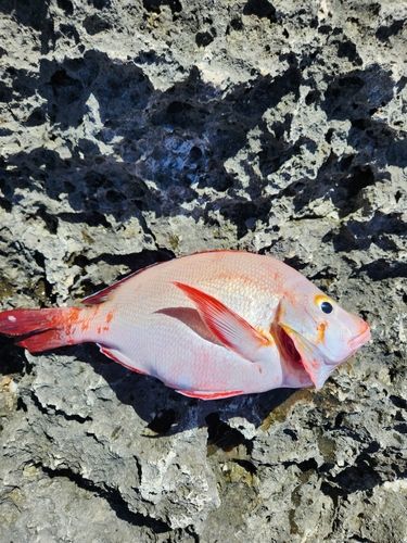 ヒメフエダイの釣果