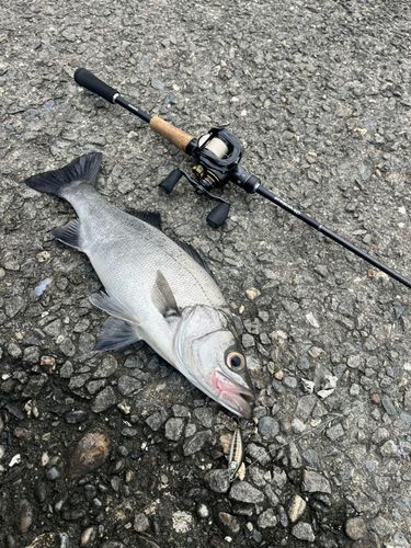 ヒラスズキの釣果