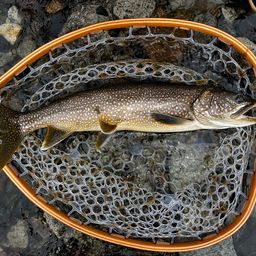 レイクトラウト