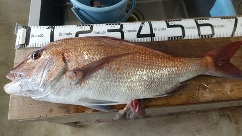 タイの釣果