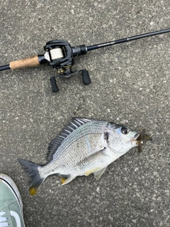 キビレの釣果