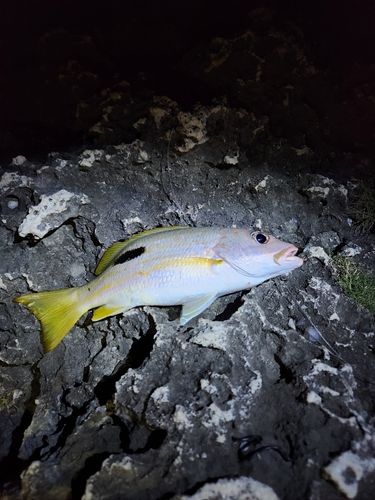 ニセクロホシフエダイの釣果