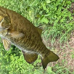 スモールマウスバス