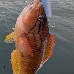 ホシササノハベラ
