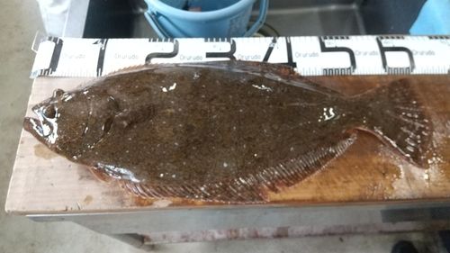 ヒラメの釣果