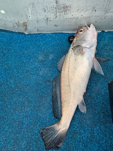 クログチの釣果