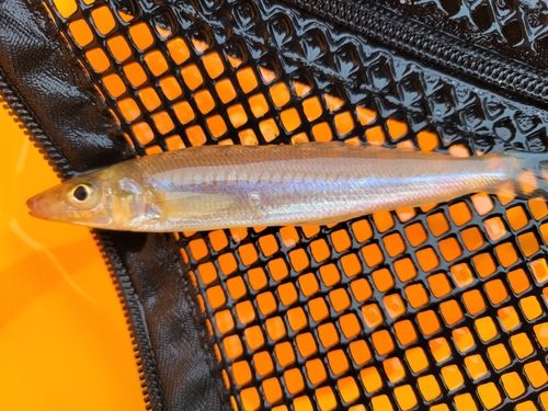 シロギスの釣果