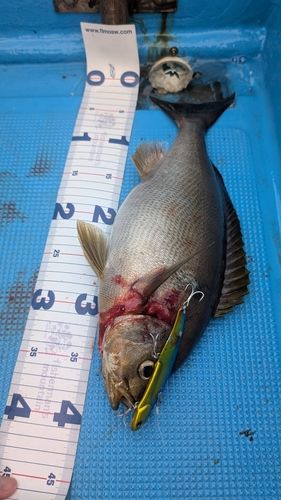 イサキの釣果