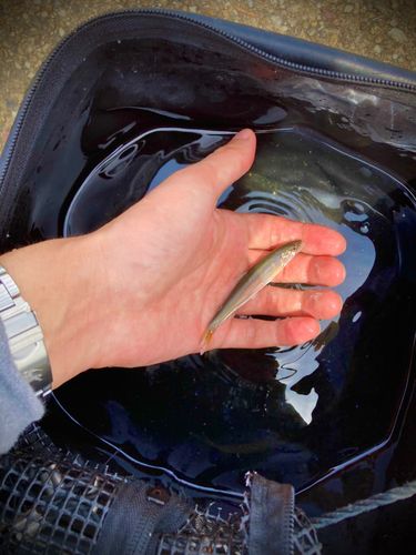 コアユの釣果