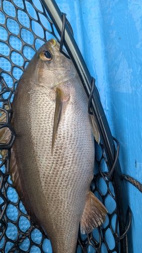 イサキの釣果