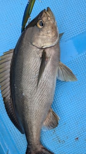 イサキの釣果